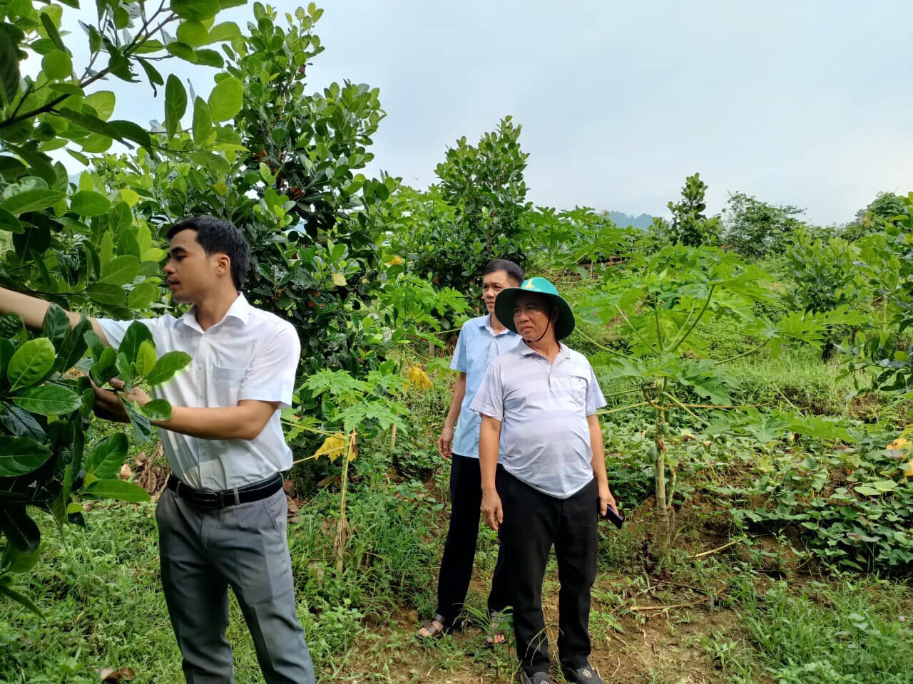 Xã Minh Sơn tổ chức đến thăm và kiểm tra thực tế chương trình cải tạo vườn tạp.